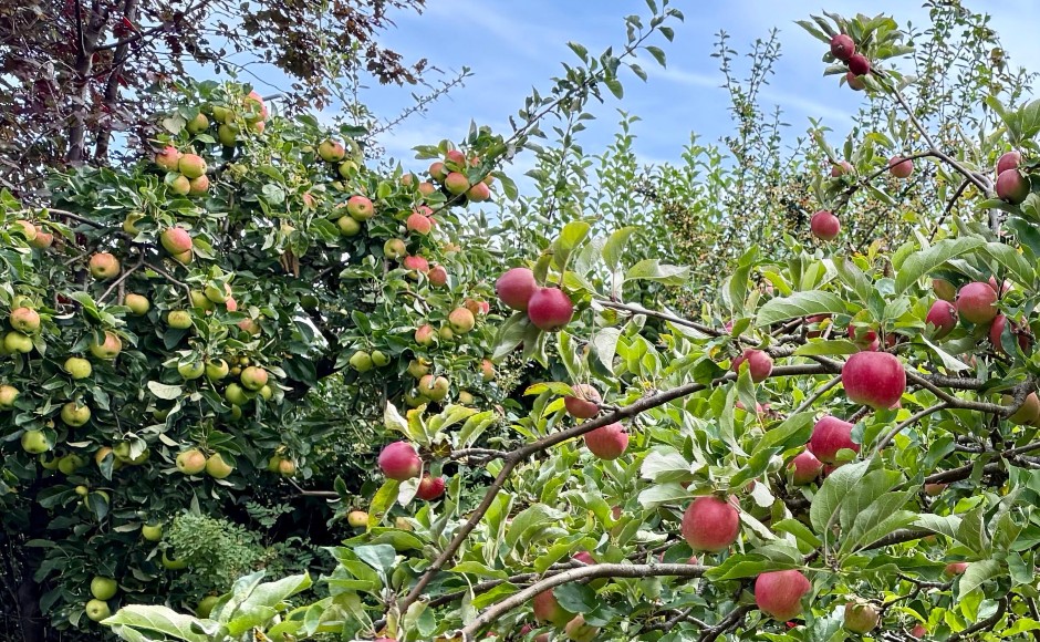 Apple Tree 