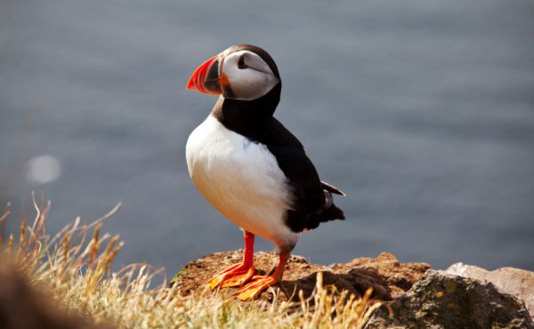 An image showing a puffin on a hillside